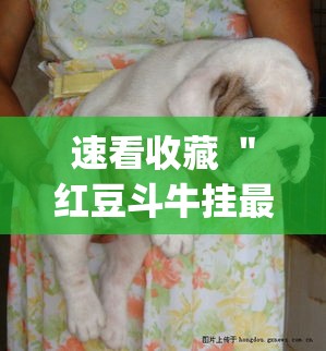 速看收藏 ＂红豆斗牛挂最简单三个步骤”(确实有挂)
