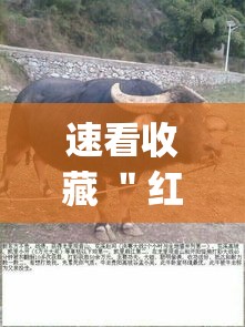 速看收藏 ＂红豆斗牛挂最简单三个步骤”(确实有挂)