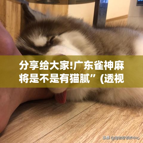分享给大家!广东雀神麻将是不是有猫腻”(透视)开挂辅助脚本+详细开挂安装教程