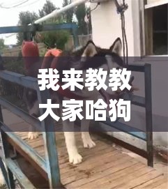 我来教教大家哈狗十三道有没有挂(确实真的有挂) 我来教教大家哈狗十三道有没有挂(确实真的有挂)