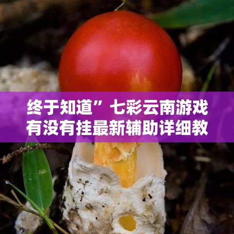终于知道”七彩云南游戏有没有挂最新辅助详细教程