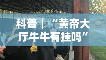 科普｜“黄帝大厅牛牛有挂吗”实测确实有挂